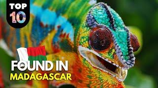 10 UNIQUE Animals Found in Madagascar 