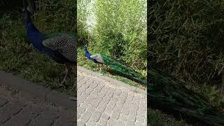 The most «peacock» zoos in the world «Orientarium Łódź», on elegants.com.ua «Elegant» Sumy (Ukraine)