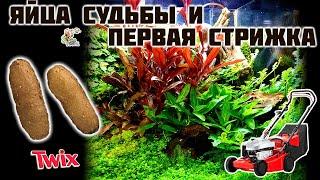 Яйца судьбы и первая стрижка ● Природный формикарий ● Odontomachus bauri