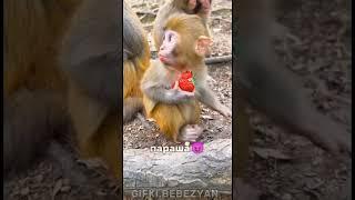 сматриде #monkeybaby #monkeyking #бибизяна #да #манки #обезьяна #пон #tiktok #нет #пон