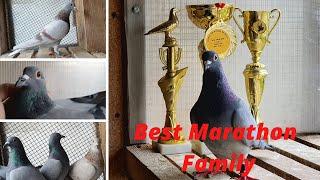 The Best Family of Extreme Marathon!!! Racing Pigeons!!