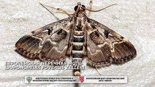 Европейская перечная моль (Duponchelia fovealis Zeller)