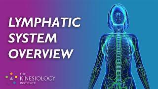 Lymphatic System Overview | Energy Kinesiology