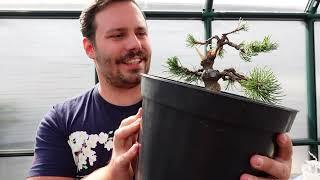 2 Bergkiefern werden zum Bonsai (Pinus mugo - Bonsai)