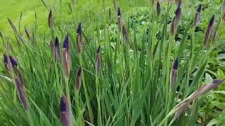 Siberian iris Iris sibirica update, 5/18/2022