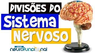 Neuroanatomia - Divisões do Sistema Nervoso (Aula Completa)