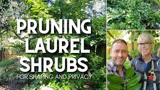  Pruning Laurel Shrubs for Shape and Privacy 