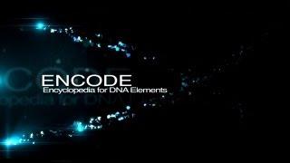 ENCODE: The Encyclopedia of DNA Elements