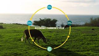 Cattle and the Biogenic Carbon Cycle