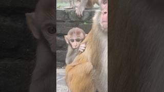 Cute baby monkey crying #monkey #video #cute