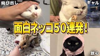 【2ch動物スレおもしろ猫50連発！】ツッコミどころ満載な猫のおもしろ動画集！パート8（鳴き声、子猫、かわいい）