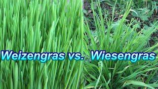 Ich beiße ins Gras: Wiesengras vs. Weizengras im besten Slow Juicer für Gras. Konsumiert Gras-Säfte!