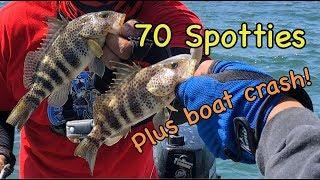 70 Spotted Bay Bass in San Diego Bay plus CRAZY Boat Crash!