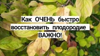 Восстанавливаем ПЛОДОРОДИЕ почвы самый простой и дешёвый способ