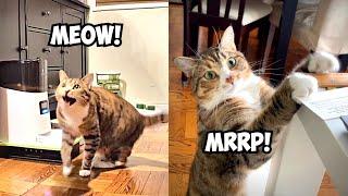 How loud can you meow and mrrp? | Cute cat making sweet sounds!