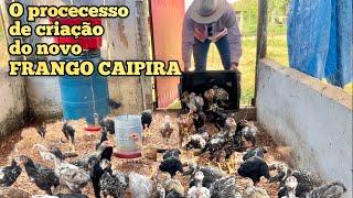 O PROCESSO DE PRODUÇÃO DO FRANGO CAIPIRA MELHORADO