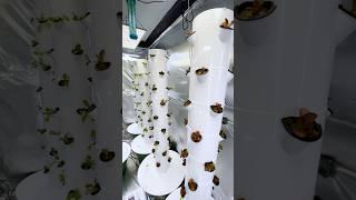 144 Plants on ONE Tower.  #hydroponics #towergarden #indoorgarden #agriculture