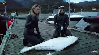 Подводная Охота на Палтуса. Halibut spearfishing.