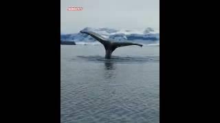 Whale Moments in Antarctica #wildanimal #wildlife #animals #whale #yutubeshorts #tranding #shorts