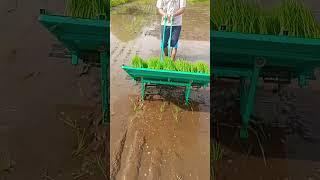 Manual Rice Transplanter #short video #Manual Rice Transplanter Philippines