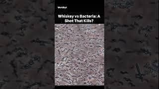 #watch | Whiskey vs Bacteria: A Shot That Kills?