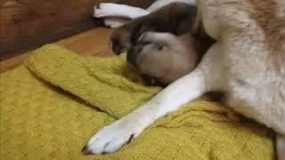 Shiba Inu Puppies: The Cutest Live Stream Ever!