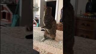 Котозавр
