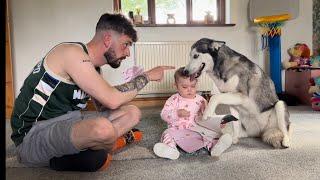 Sassy Baby Rips Her Book! & Tries To Blame The Huskies!.