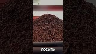 Самый простой способ вырастить клубнику дома
