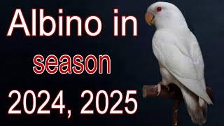 Albino red eyes in season 2024, 2025 | Albino market rate  | Albino future.