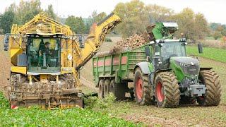 Ropa Tiger 6s + Fendt 1050 mit Bergmann RRW 500 bei der Rübenernte 2024