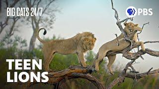 Teenage Siblings Act Like Cubs Instead of Adult Male Lions | Big Cats 24/7 | PBS