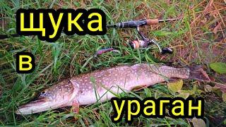 ОСЕННИЙ ЖОР ЩУКИ !!! РЫБАЛКА на спиннинг В УРАГАН !!!