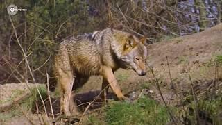 Wild in Nederland: de wolf