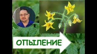 Как вырастить томаты ( помидоры) в теплице? (искусственное опыление) Носик на томатах