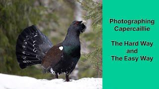 Filming and photographing the elusive Capercaillie using the OM-1 and 150-400mm lens.