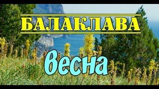 Цветущий ослинник|Балаклава|Весна|Katerina Volna