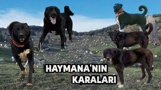 HAYMANA KARALARI !! ESKİ SOY l GAMBER EMMİNİN ANLATIMIYLA !! HD BELGESEL