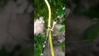 sting fly II dragonfly #shorts #viral