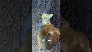 How Parasites Control Snails 