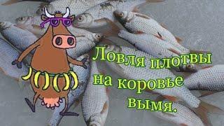 Ловля плотвы на коровье вымя. My fishing.