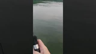 huge hit! #fishing #topwater
