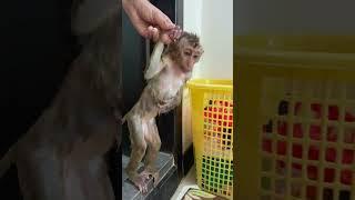 Walking from bathroom , Beautiful #shorts #bae3 #icy #animals #tv #show #monkey