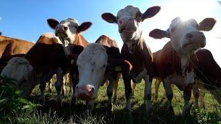 (4K) Cow videos ver.2  Cows mooing & grazing in a field  Nature sounds & white noise  Relaxing 