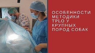 Особенности TPLO у крупных пород собак