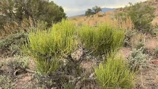 Great Basin NP 2024