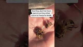 Male Bees Getting Evicted!