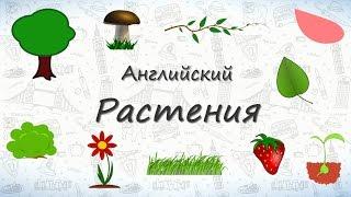 Растения на английском. Учим растения. ВИДЕОТРЕНАЖЕР