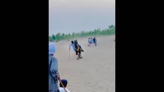 Nazabazi with Mubashar Tiwana#beautifulhorses #horse #pakistan#punjab #youtube#youtubeshorts