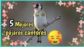 Pájaros cantando | Mejores Pájaros cantores en el Bosque